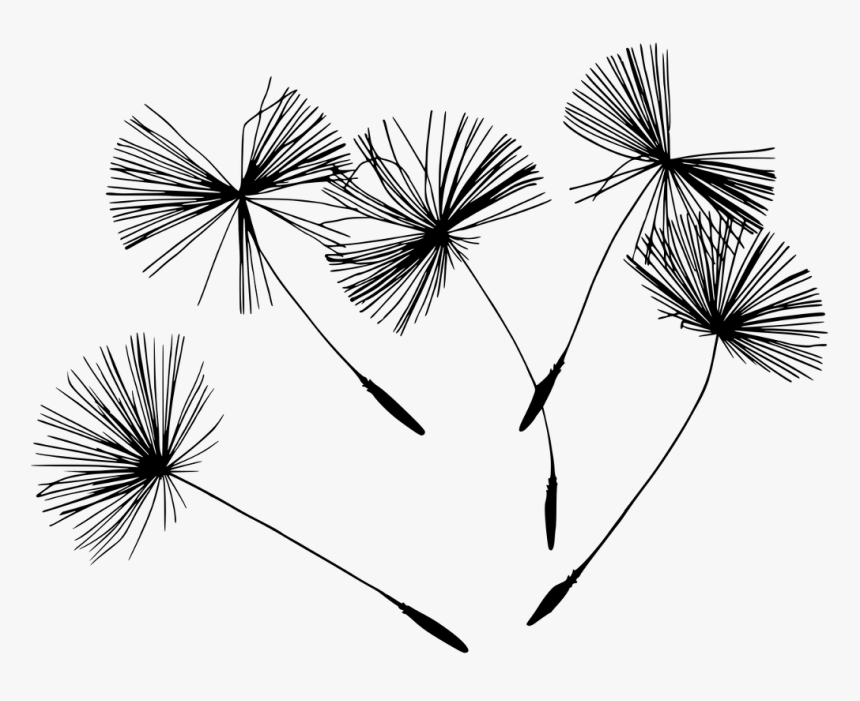 #seeds #plant #wish #dandelion #dandelionseeds #silhouette - Spruch Pusteblume, HD Png Download, Free Download