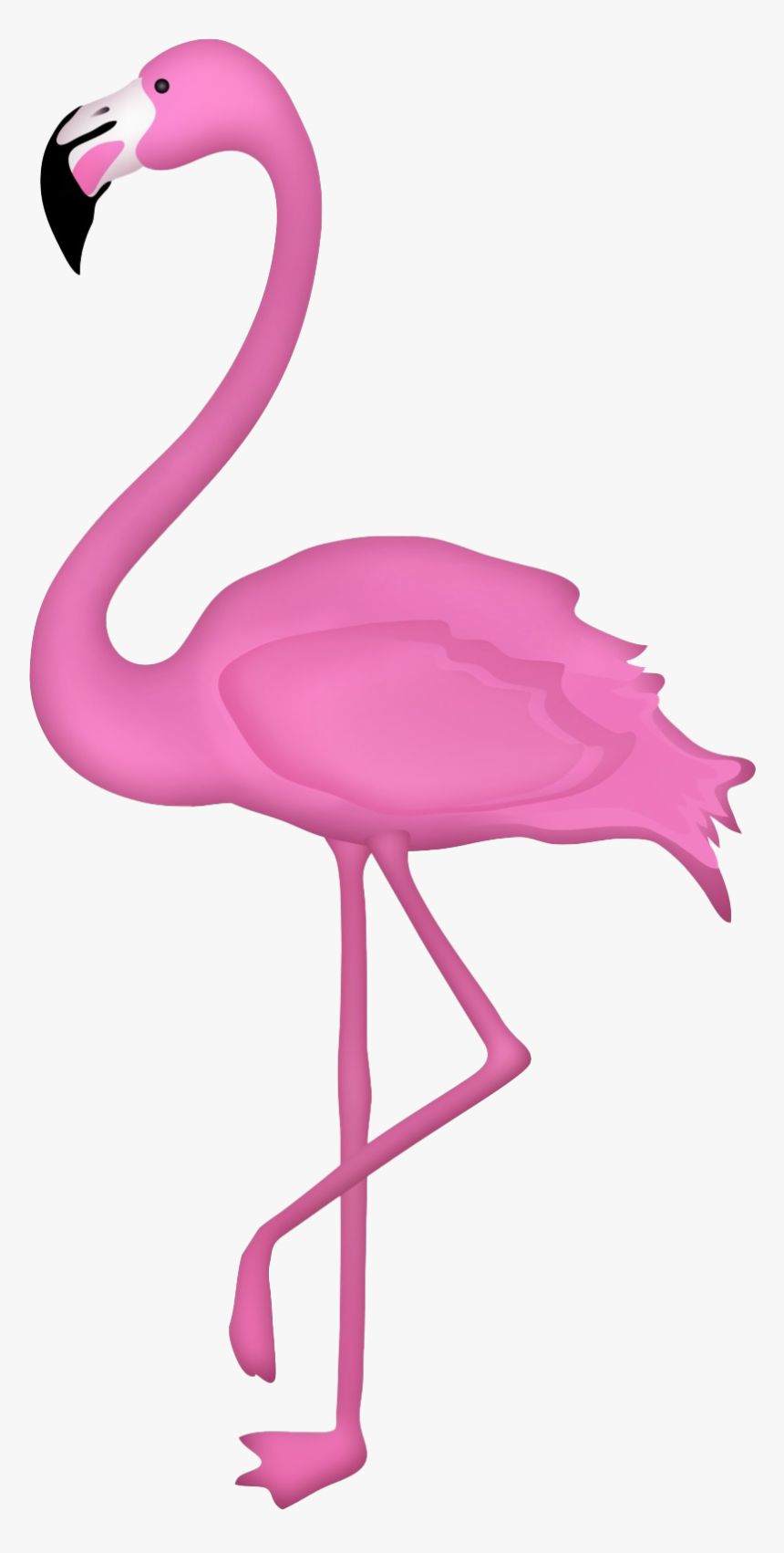 Flamingo Png Clipart - Transparent Background Flamingo Png, Png Download, Free Download