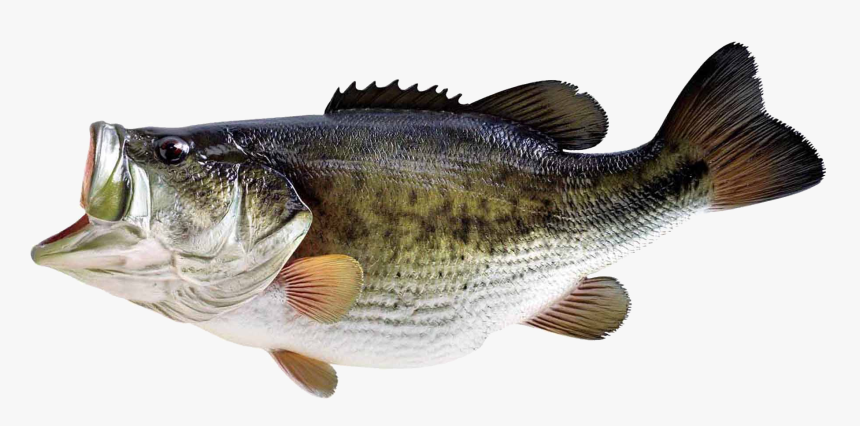 Largemouth Bass - Bass Fish No Background, HD Png Download, Free Download