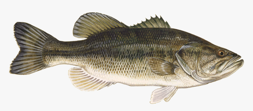 Large Mouth Bass , Png Download - Large Mouth Bass, Transparent Png, Free Download