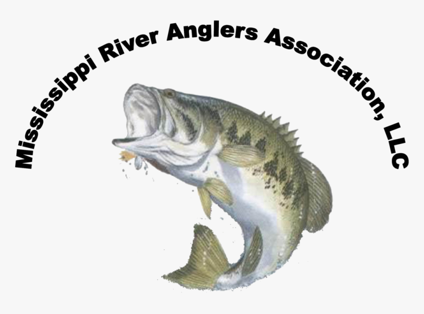 Bass Jumping Out Of Water, HD Png Download, Free Download