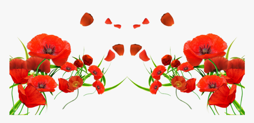 Forget Me Not Red Flowers , Png Download - Transparent Background Poppy Png, Png Download, Free Download