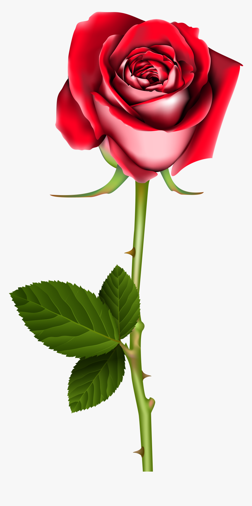 Rose Png Clipart, Transparent Png, Free Download
