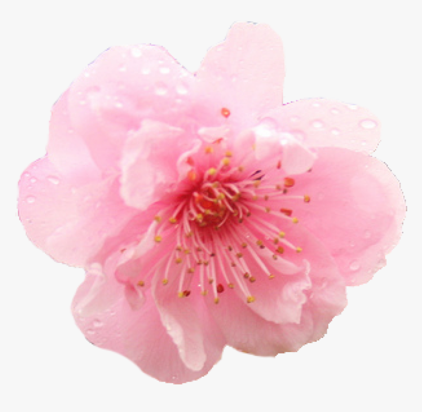 Cherry Blossom Png Hd - Flower Cherry Blossom Png, Transparent Png, Free Download