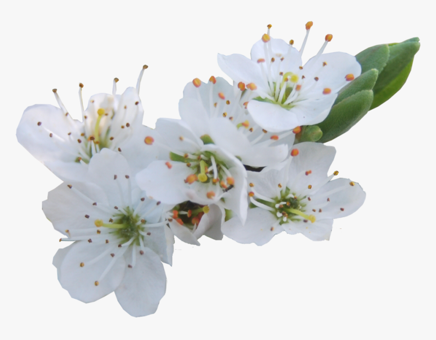 Download Blossom Png Photos - White Flowers Transparency Png, Transparent Png, Free Download