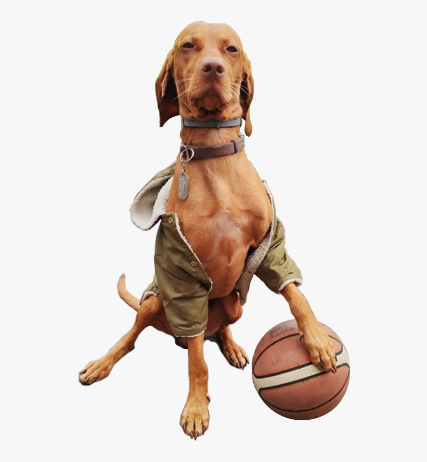 Dog Catches Something, HD Png Download, Free Download