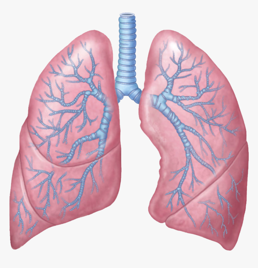 Lungs Png, Transparent Png, Free Download