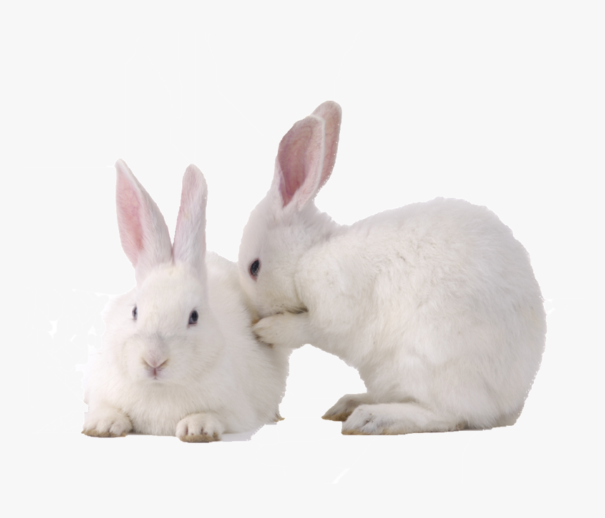Hd Cute Rabbit Rabbit Static Png - Rabbit Png, Transparent Png, Free Download