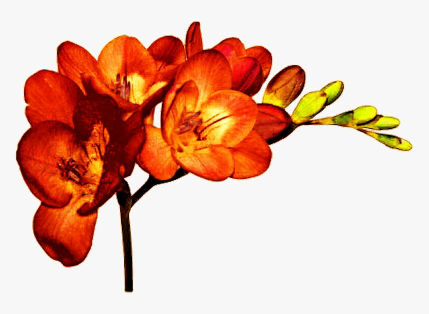 Cut Flowers Plant Freesia Alba Bulb - Orange Freesia, HD Png Download, Free Download