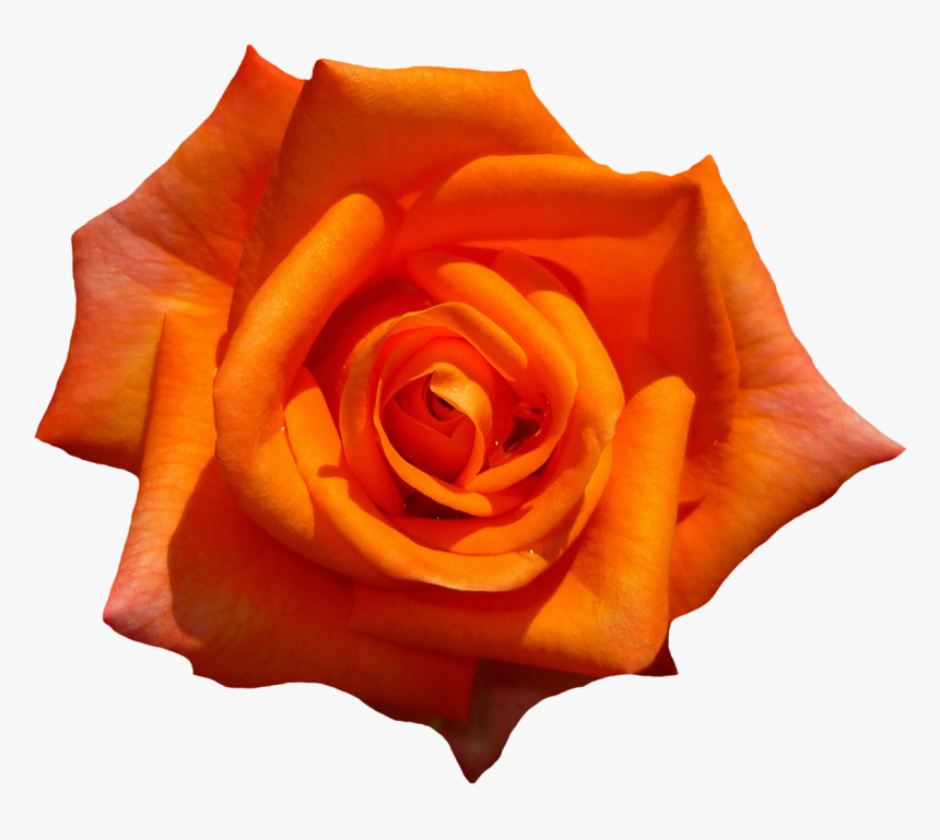 Orange Rose Flower Top View Png Image - Rose Top View Png, Transparent Png, Free Download