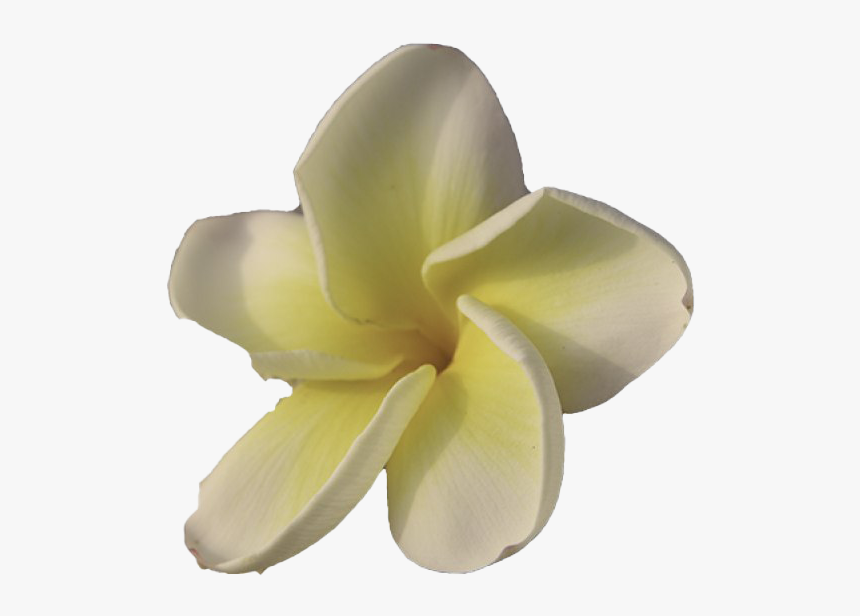 White Frangipani Png Free Download - Frangipani, Transparent Png, Free Download