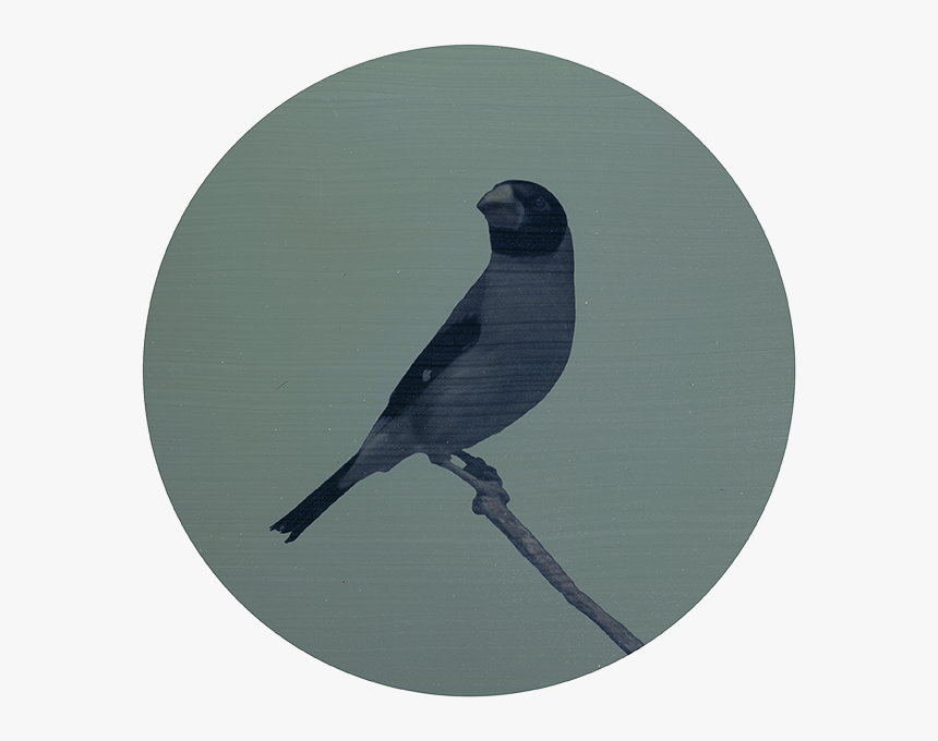 Raven Silhouette Png , Png Download - Fish Crow, Transparent Png, Free Download