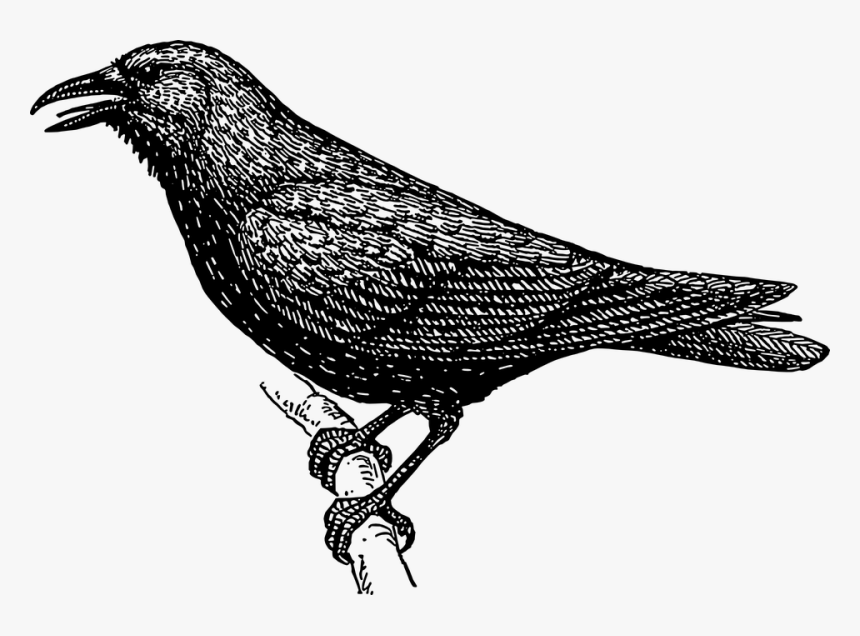 Free Image On Pixabay - Black And White Images Of Crow, HD Png Download, Free Download