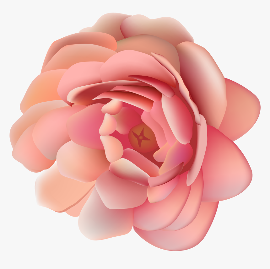 Japanese Camellia, HD Png Download, Free Download
