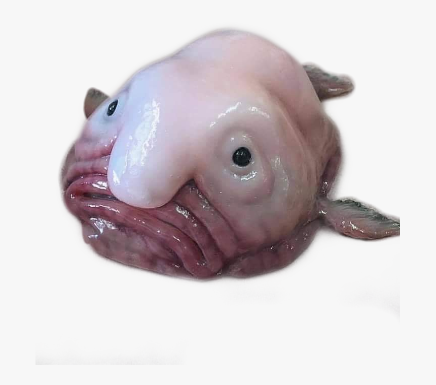 Blobfish , Png Download - Blob Fish Emoji, Transparent Png, Free Download