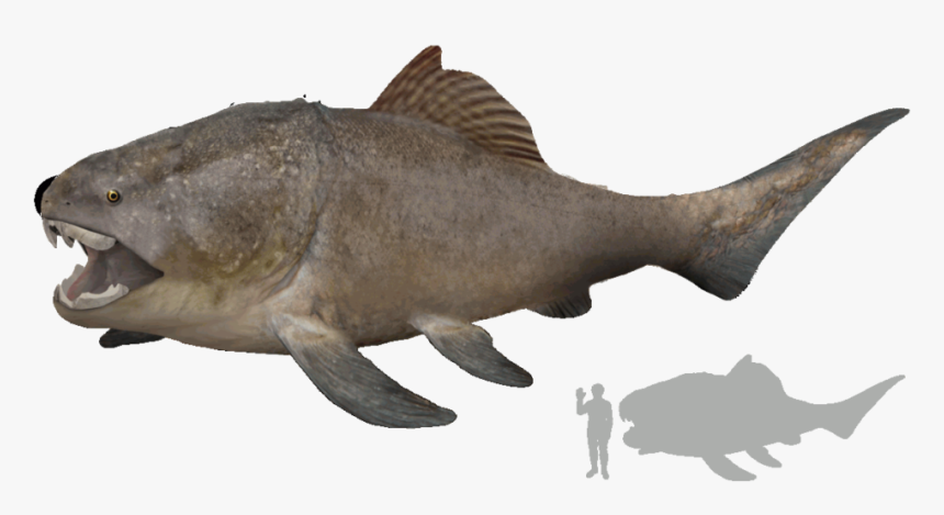 Dunkleosteus - Dunkleosteus Size, HD Png Download, Free Download