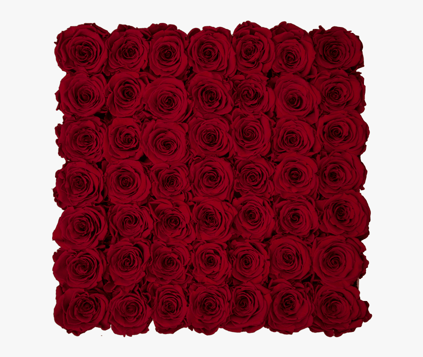 Garden Roses, HD Png Download, Free Download