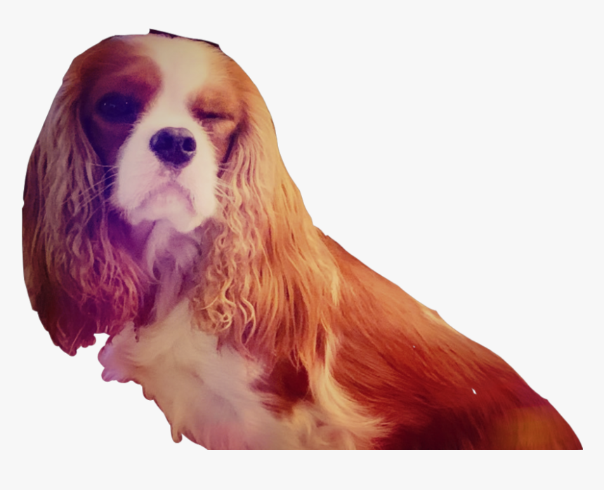 #claresiobhan #eevee #alia #ali-a - Cocker Spaniel, HD Png Download, Free Download