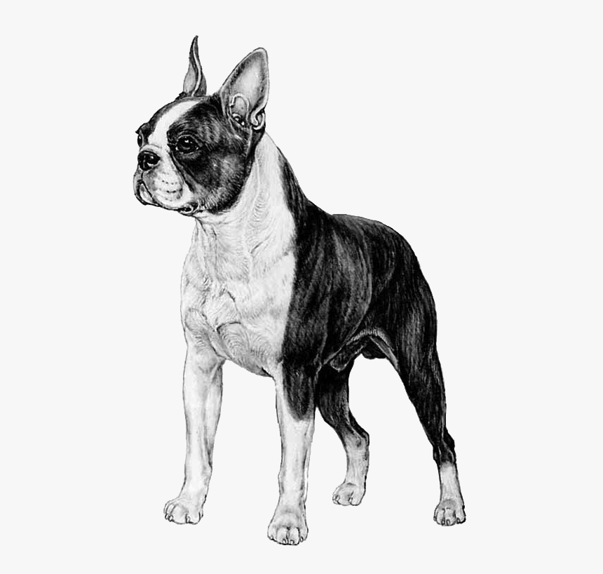 Boston Terrier Transparent Background, HD Png Download, Free Download