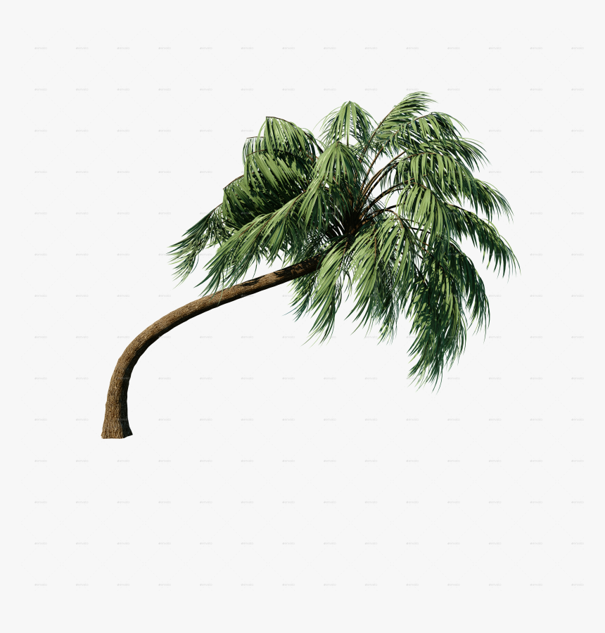 Palm Branch Png, Transparent Png, Free Download