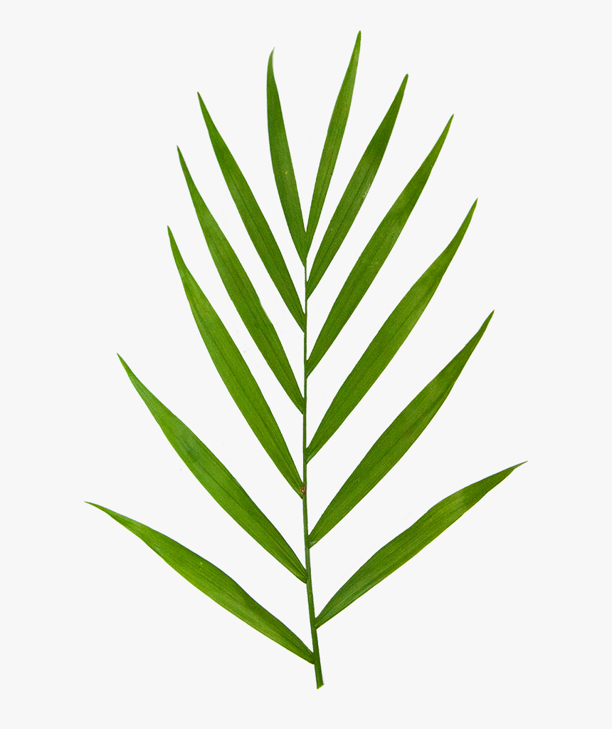 Parlor Palm - Illustration, HD Png Download, Free Download