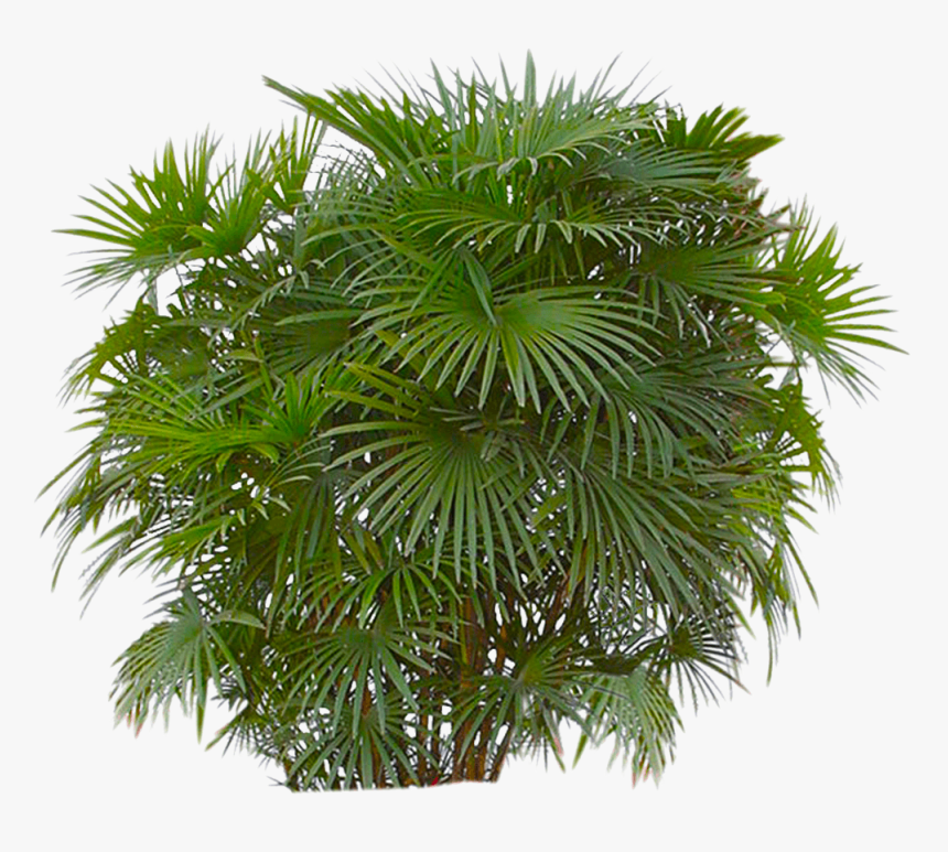 Palm Tree Bush Png, Transparent Png, Free Download