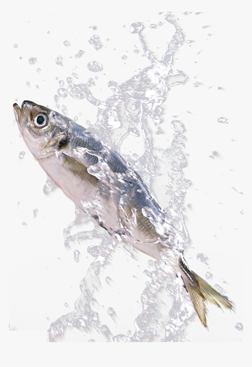 Png Download In The Splash - Sardines Fish Splashing In Water, Transparent Png, Free Download