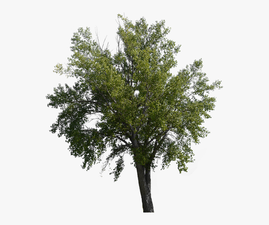 Free Tree Overlay, HD Png Download, Free Download