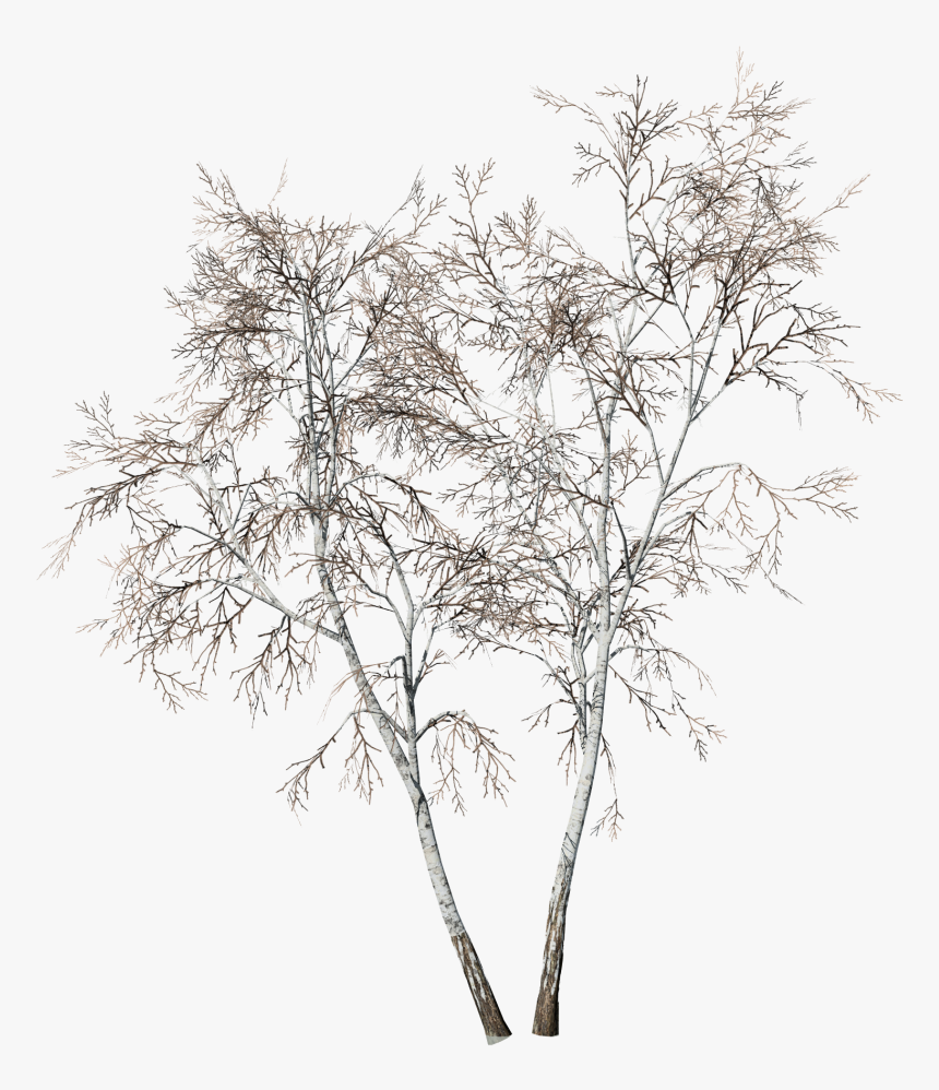 Transparent Birch Tree Png, Png Download, Free Download