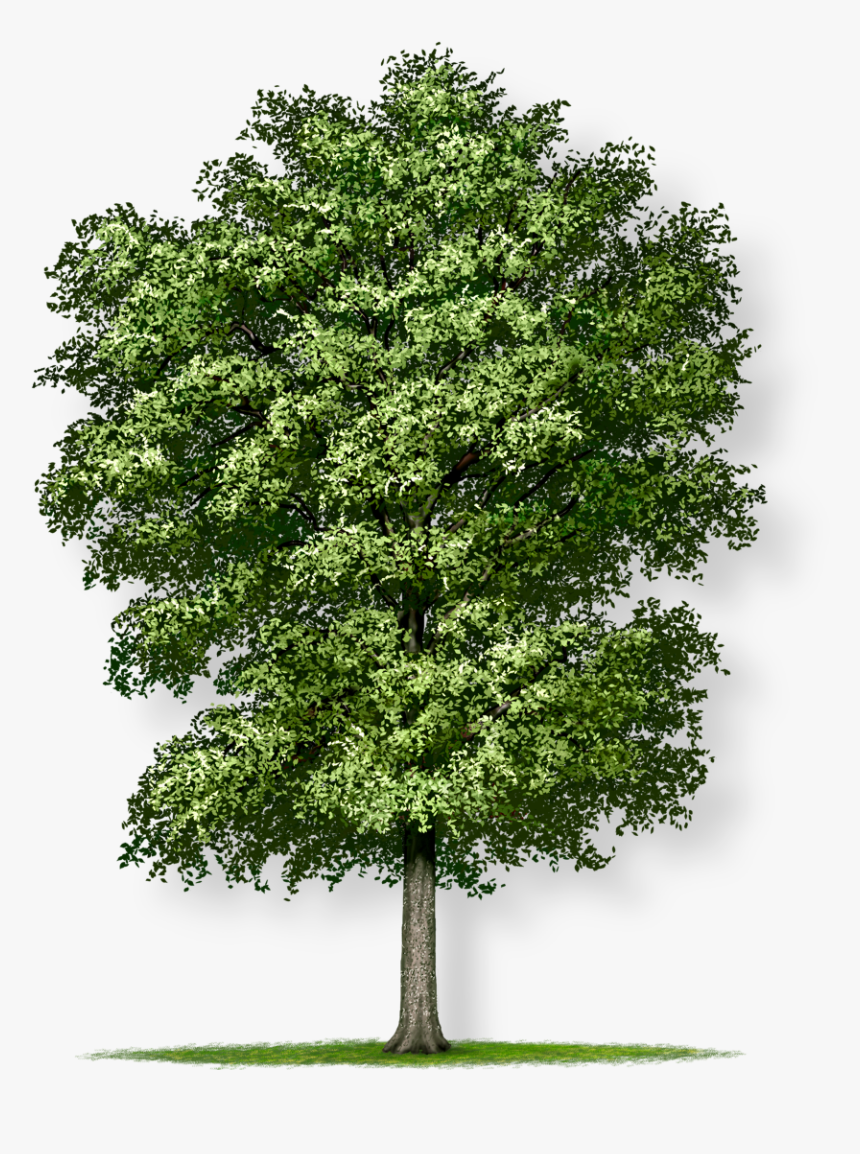 Haritha Haram Images Png, Transparent Png, Free Download