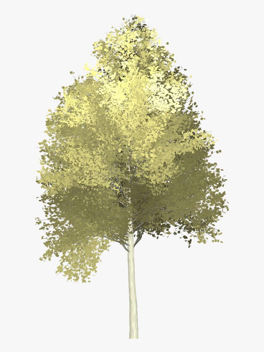 Aspen,tree,painted Tree,nature,yellow,image Pictures, - Aspen Tree Clipart Png, Transparent Png, Free Download