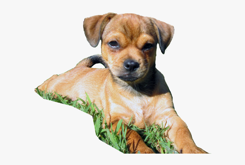 Companion Dog, HD Png Download, Free Download