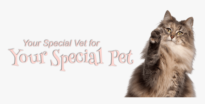Your Special Vet For Your Special Pet - Domestic Long-haired Cat, HD Png Download, Free Download