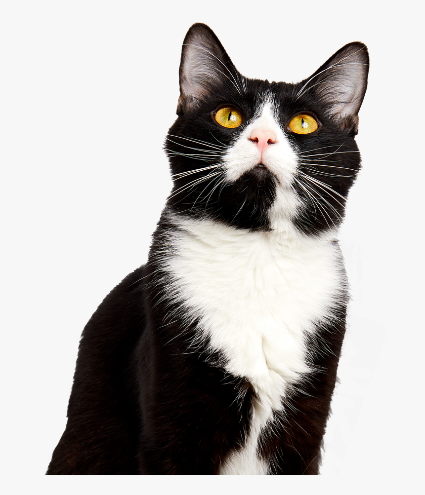 Become A Cat Foster St - Domestic Short-haired Cat, HD Png Download, Free Download