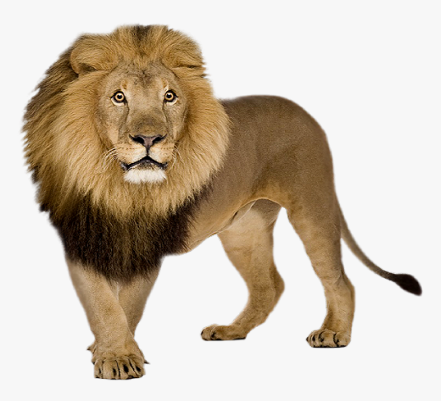 Lion Png Image - Transparent Lion Png, Png Download, Free Download