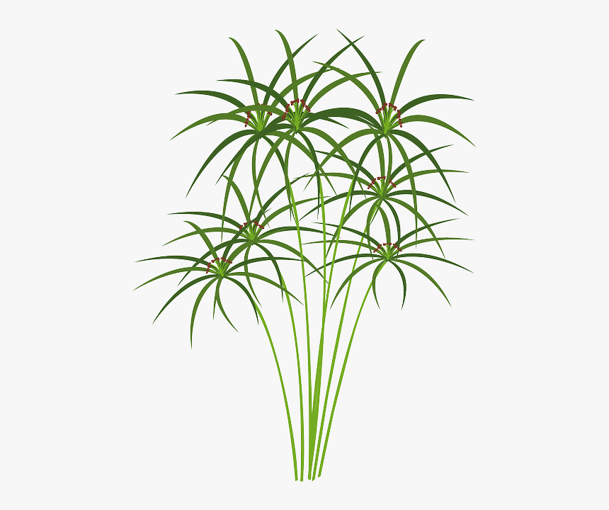 Papyrus Plant Png, Transparent Png, Free Download