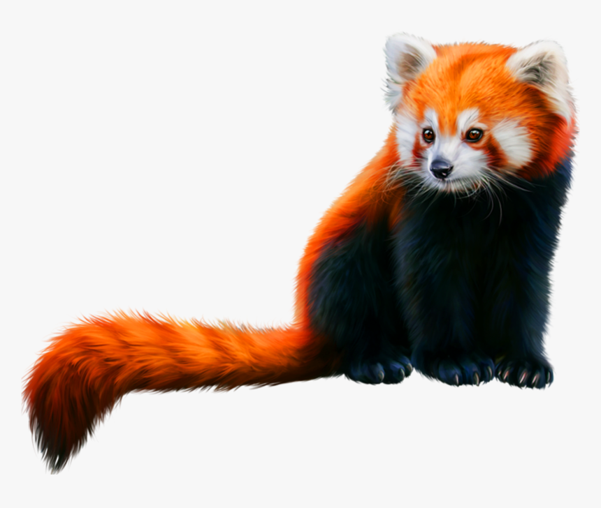 Red Panda - Red Panda Color, HD Png Download, Free Download