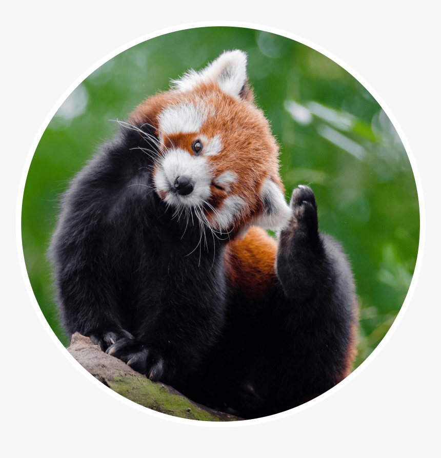 Sleepy Red Panda - Red Panda 4k, HD Png Download, Free Download
