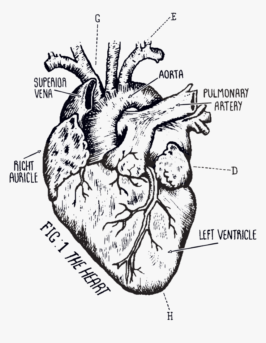 Biological Heart Tattoo, HD Png Download, Free Download