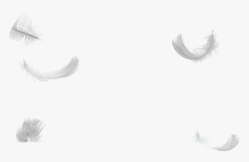 White Feather Wing Down Feather Tail - Angel Feather Transparent Background, HD Png Download, Free Download