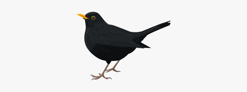 Bird Png Download - Common Blackbird Png, Transparent Png, Free Download