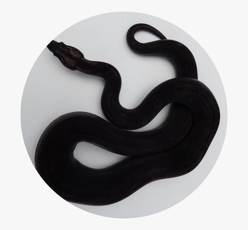 Transparent Black Snake Clipart - Pure Black Snake Aesthetic, HD Png Download, Free Download