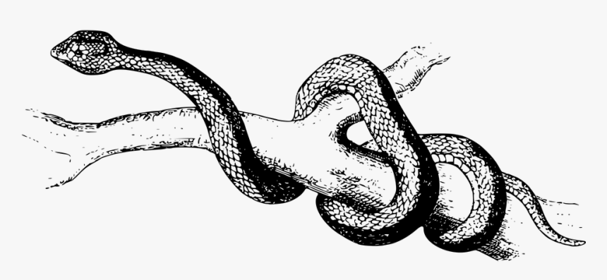 Snake Cliparts Black 4, Buy Clip Art - Snake Gliding Drawing, HD Png Download, Free Download