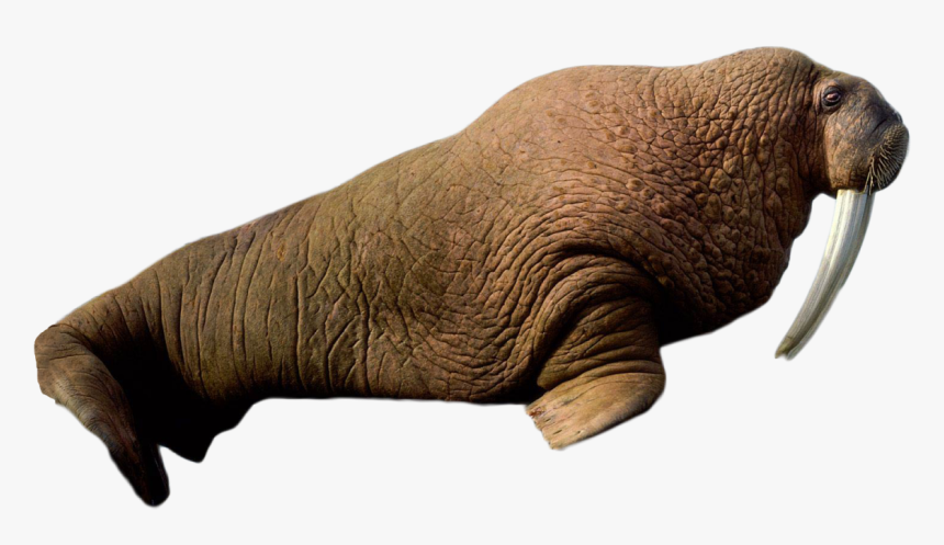 Walrus Lying Png Image - Walrus Png, Transparent Png, Free Download