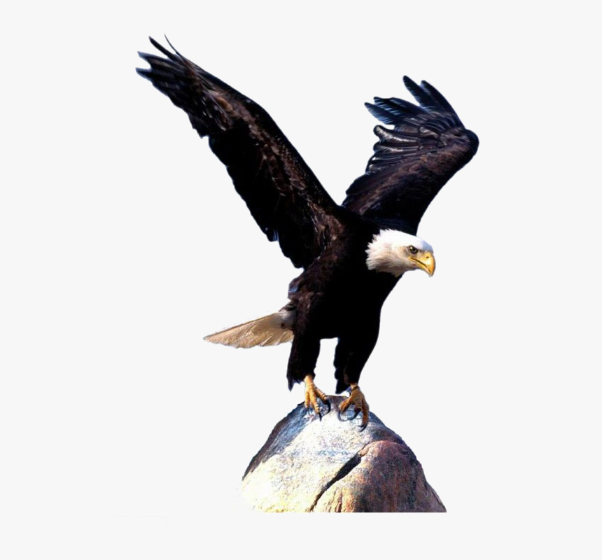 Bald Eagle Bird Clip Art - Flying Eagle Images Download, HD Png Download, Free Download