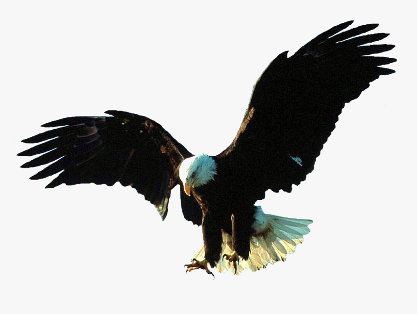 Aigle Bald Eagle, Wings, Animals, Image, Tube, Eagles, - Bald Eagle Gif Transparent, HD Png Download, Free Download