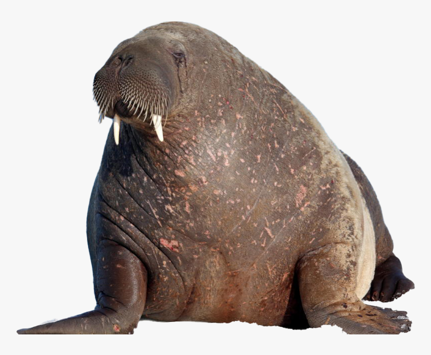 Seals In Marine Biomes, HD Png Download, Free Download
