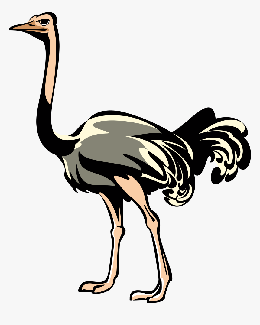 Ostrich Png - Ostrich Clipart Png, Transparent Png, Free Download
