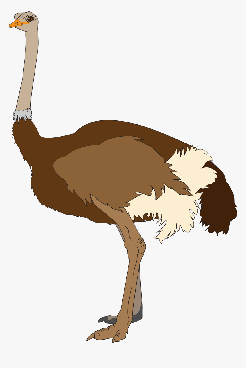 Ostrich Clipart Transparent Background, HD Png Download, Free Download
