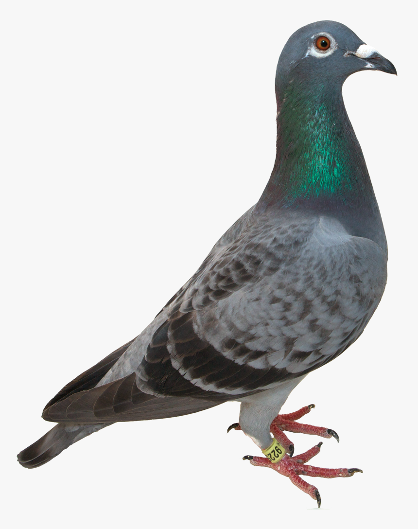 Homing Pigeon Bird Green Pigeon Domestication Clip - Pigeon Transparent Background, HD Png Download, Free Download